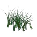 grass4