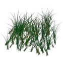 grass5