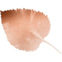 leaf37