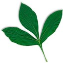 leaf1_fall-mikki