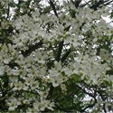 white dogwood background