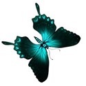 swallow tail butterfly copy