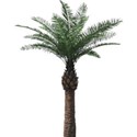 palm png