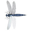 Dragonfly 03