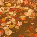 orange leaves background