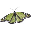 DZ_Timeless_butterfly2