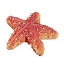 starfish red 