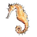 seahorse