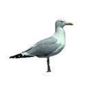 american Herring Gull 