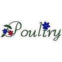 poultry