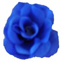 blue Rose