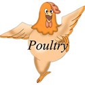 Poultry2