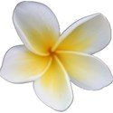 frangipani