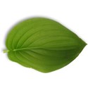 MLIVA_lollipop-leaf1