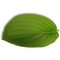 MLIVA_lollipop-leaf2