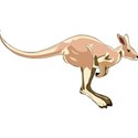 kangaroo