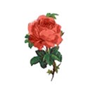 Red Rose on stem