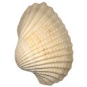 seashell