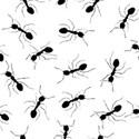 ants overlay 12x12