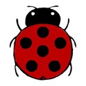 ladybug