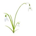 snowdrop 01