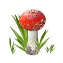 mushroom