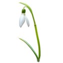 snowdrop 02