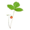 strawberry plant DS