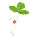 strawberry plant