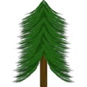 pine_tree