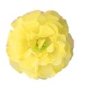 flower yellow rose
