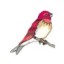 bird purple finch