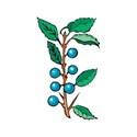 plant blueberries