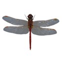 dragonfly red copy