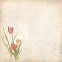 emb tulipa antique
