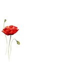 poppy paper