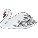 bird swan