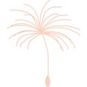 dandelion_seed_peach