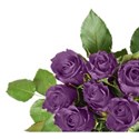 Mauve corner rose