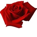 Red rose no stem