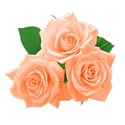 three apricot roses