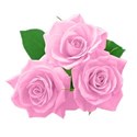 Three pink roses