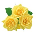 Three yellow roses