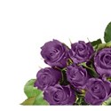 Mauve corner rose