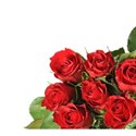 Red corner rose