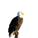 American Bald Eagle copy