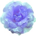 rose 08.5