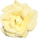 yellow rose 01