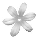 flower white 1