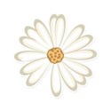 DZ_BB_flower1